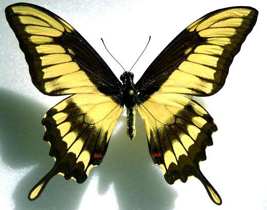 Papilio thoas Aberration (Internet Image property of respective owner, non-commercial use only)